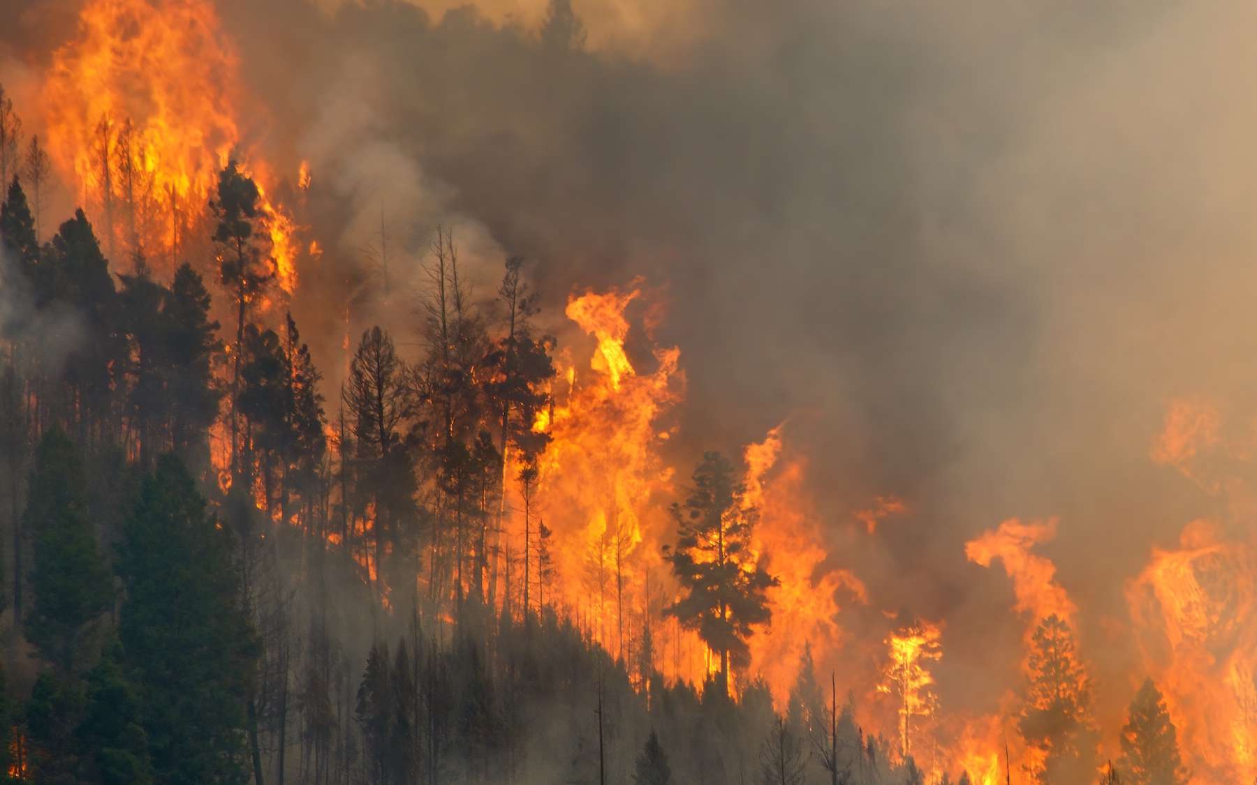 « Ce que les flammes cachent » : des scientifiques découvrent les molécules qui font basculer l'incendie