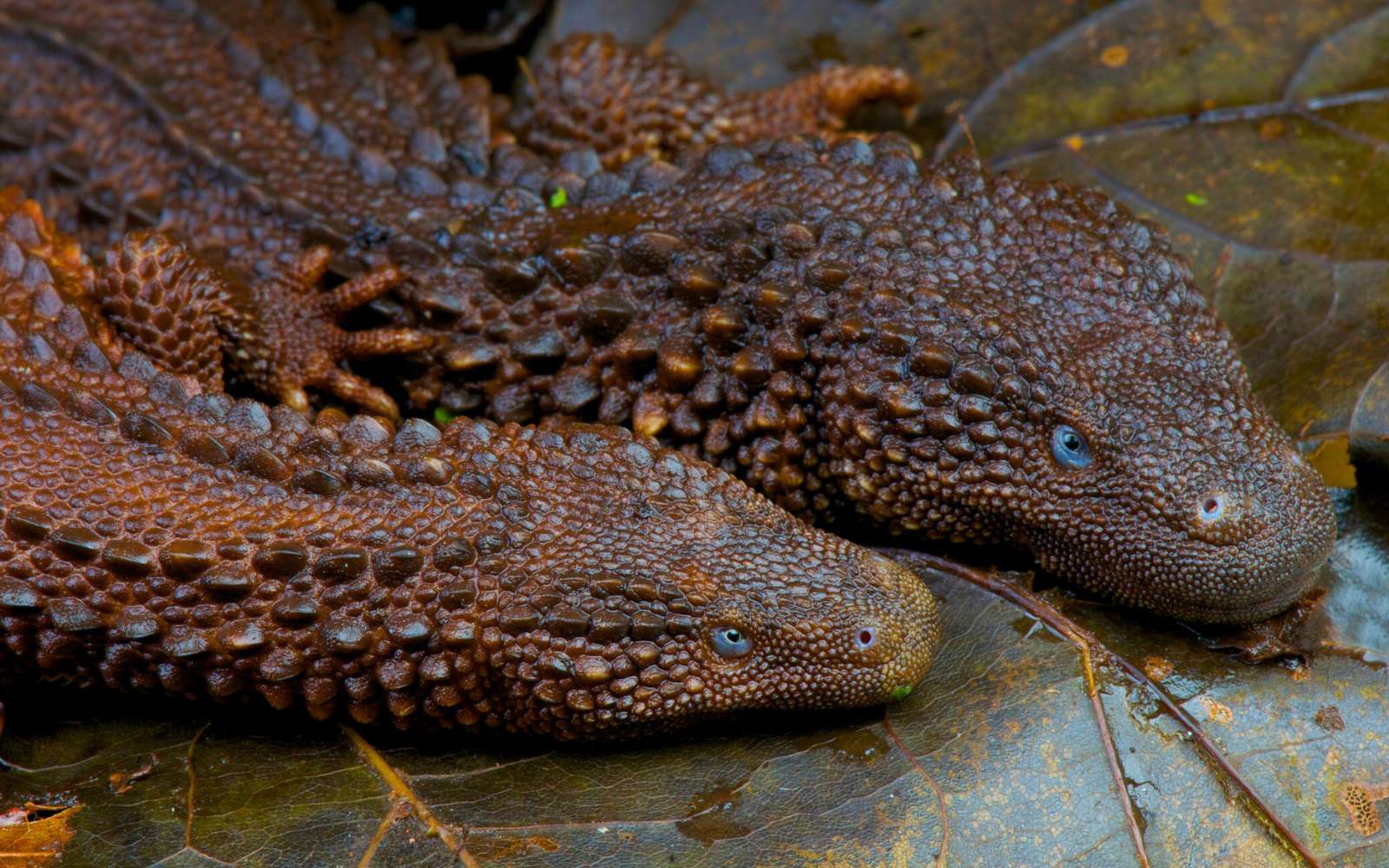 Ce mini-dragon ressurgit des profondeurs : la vérité derrière son retour intrigue