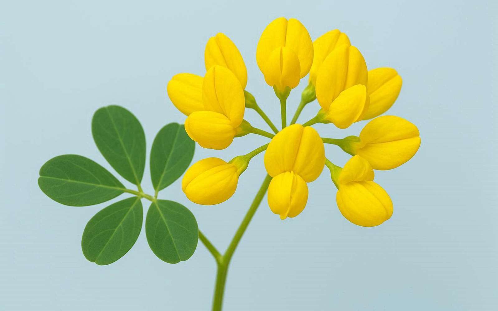 La plante de la semaine : cet arbuste méconnu fleurit jaune vif, sent le miel et résiste à la sécheresse