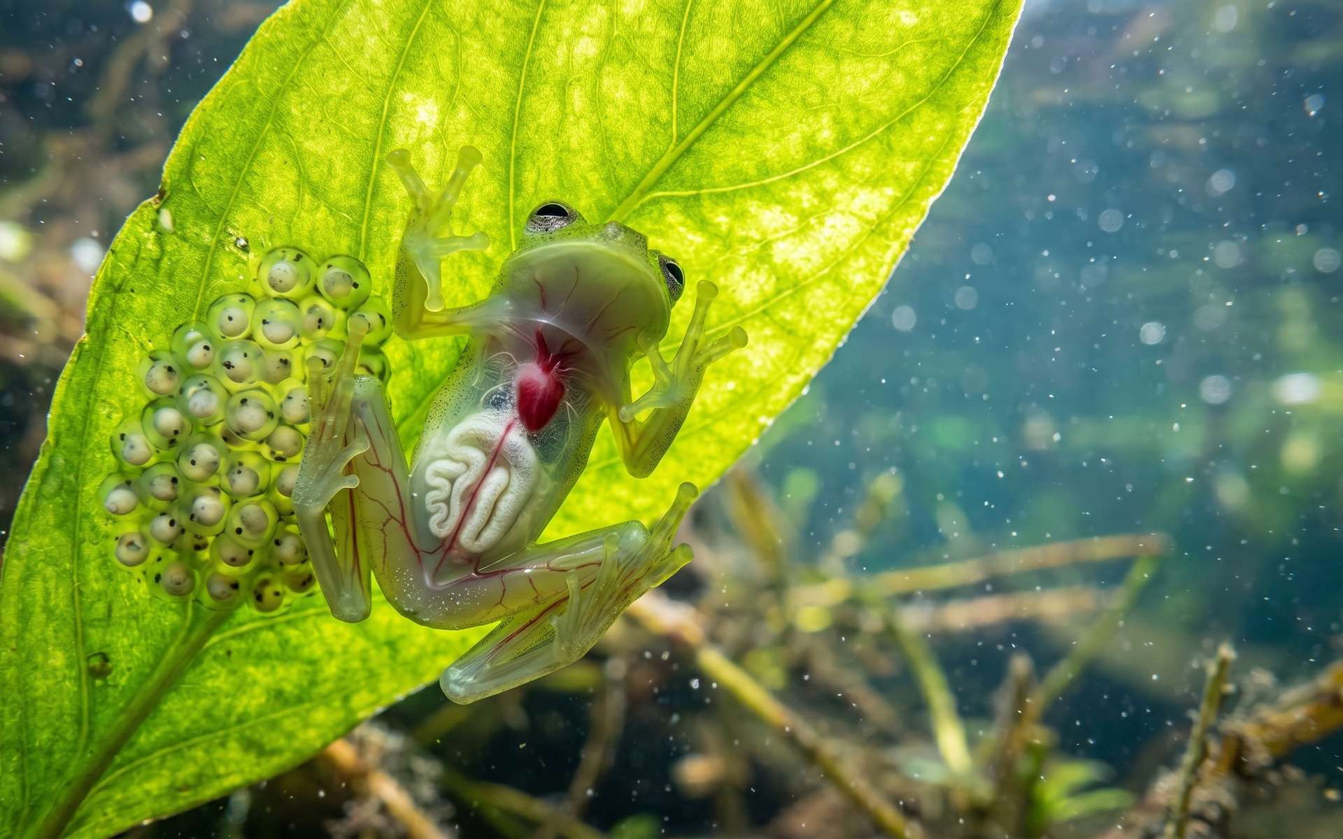 La grenouille de verre peut devenir invisible à volonté !