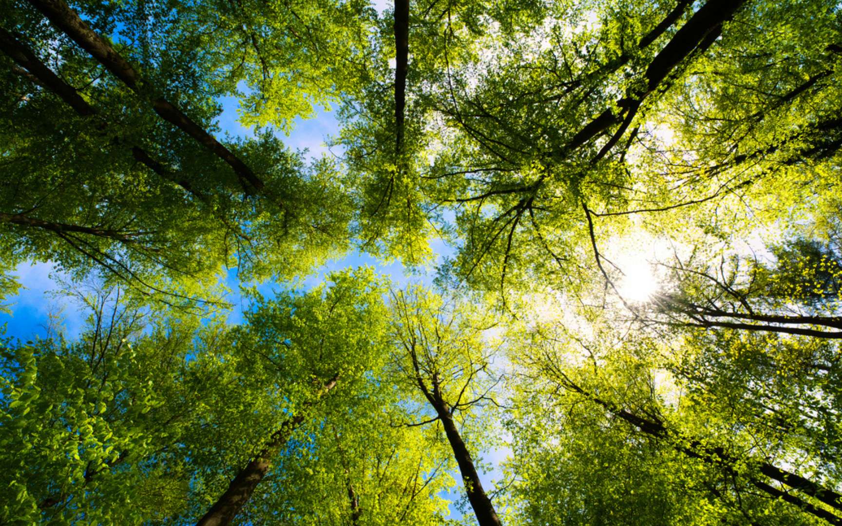 Quand un arbre meurt, il envoie une dernière vague de carbone à ses voisins : on vient de comprendre pourquoi