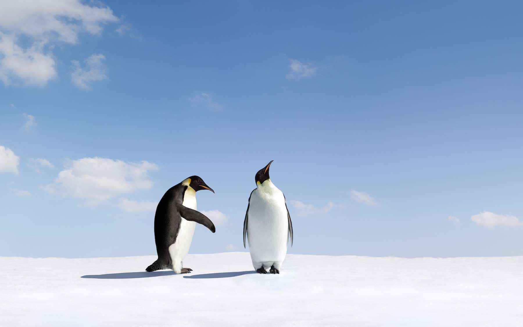 On ne pensait pas voir ça un jour : l’animal star de l’Antarctique envoie un signal bouleversant