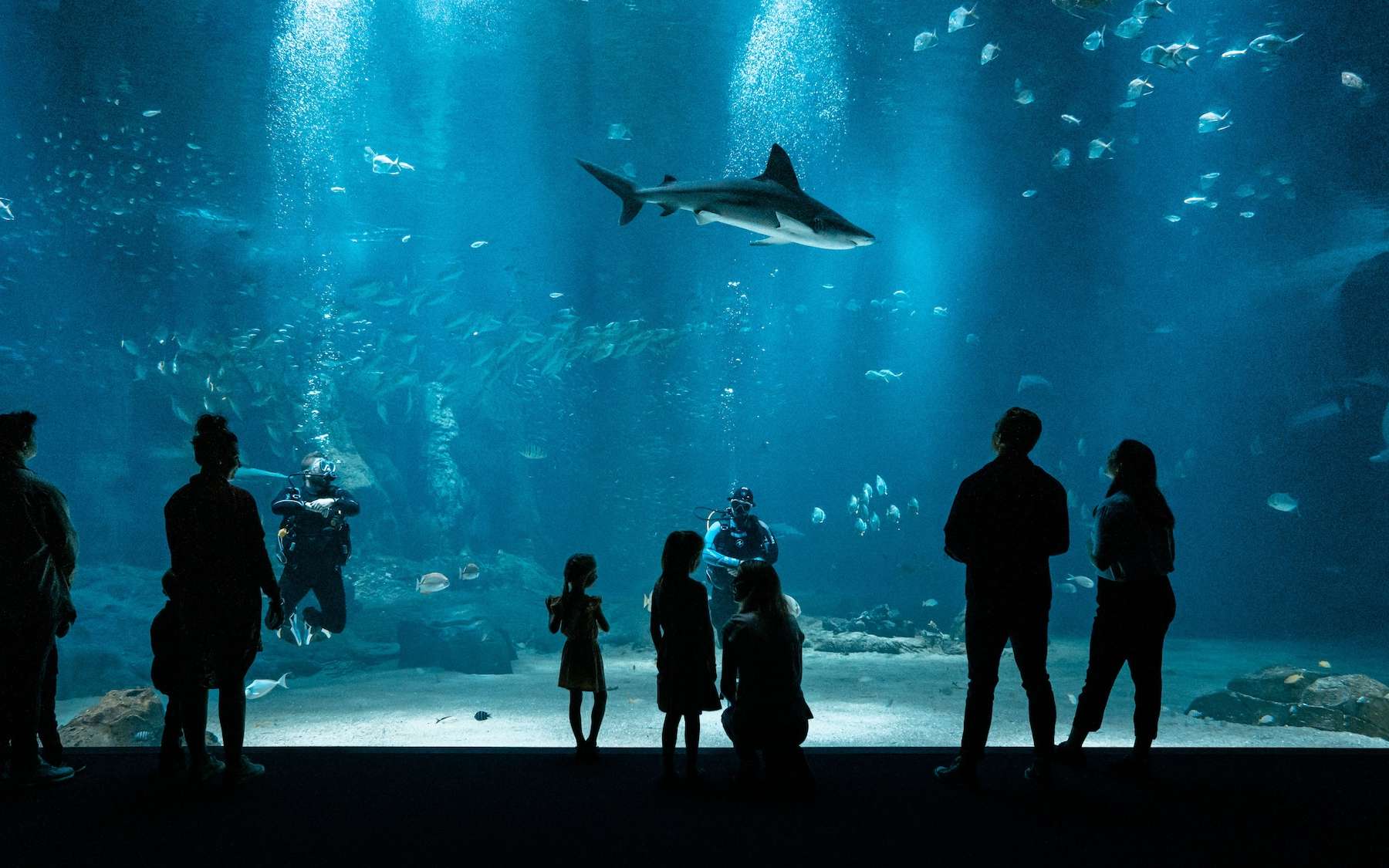 Nausicaá : dans les coulisses de l'aquarium du futur, loin du spectacle
