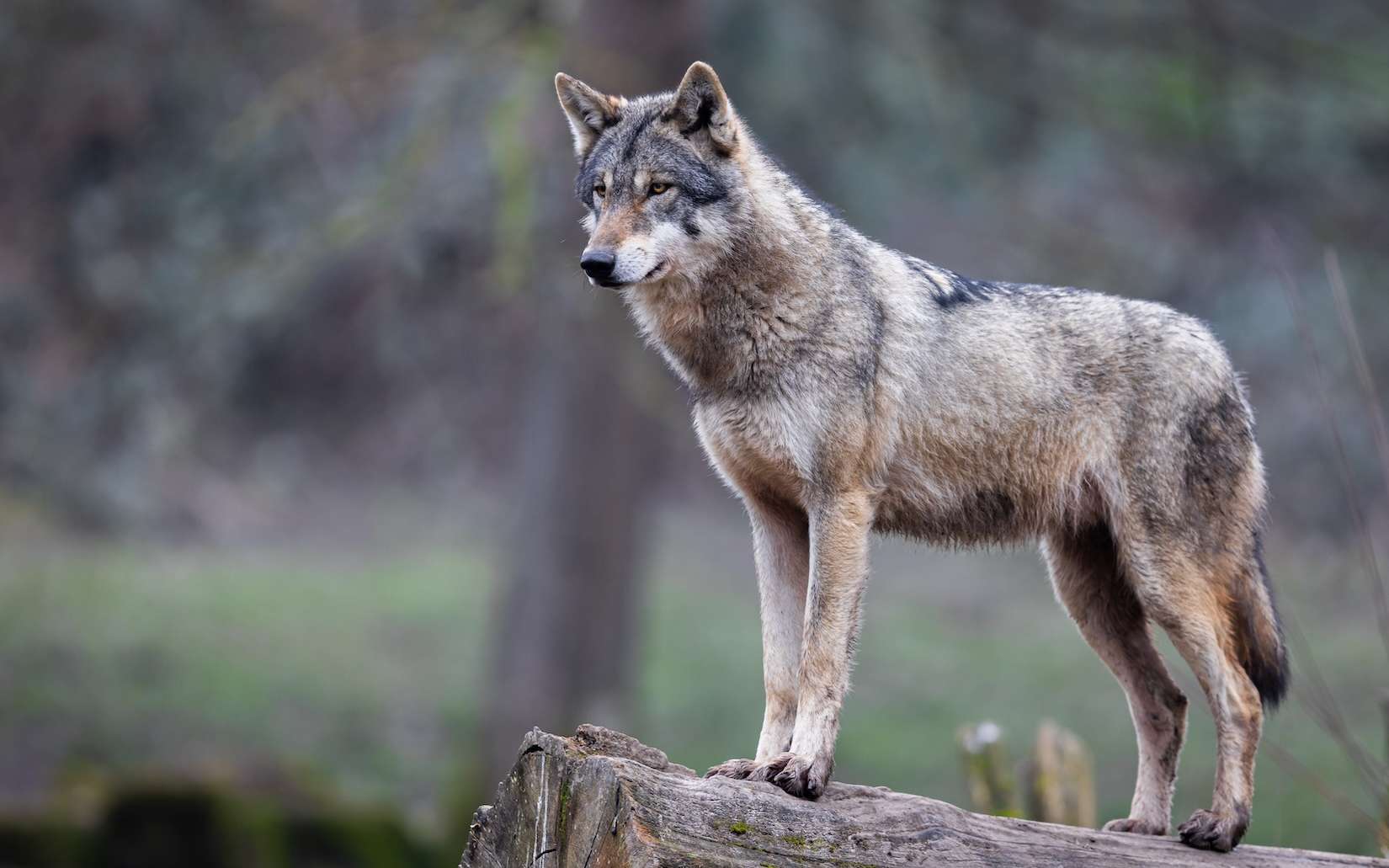 Et si les loups savaient utiliser des outils ? Ce comportement met à l'épreuve notre définition de l'intelligence animale