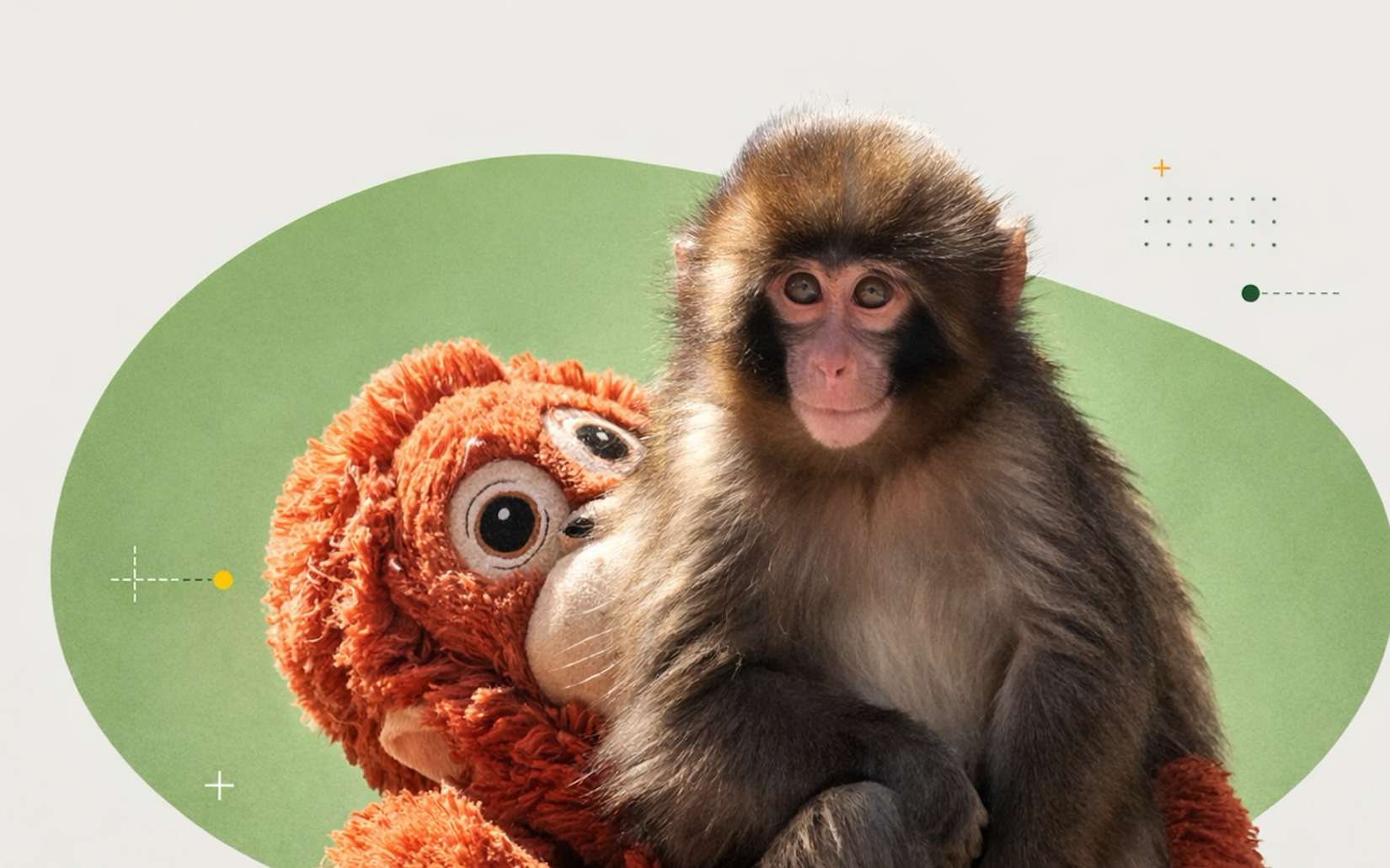 Bébé macaque Punch : ce qui se cache vraiment derrière les vidéos « adorables » d’animaux sauvages