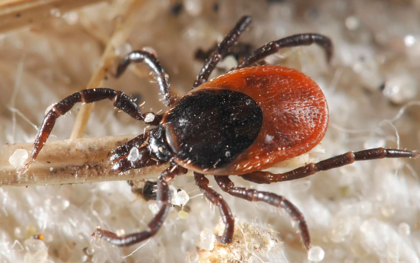 Peaux mortes : quand votre lit devient un buffet nocturne pour acariens sans que vous le sachiez !