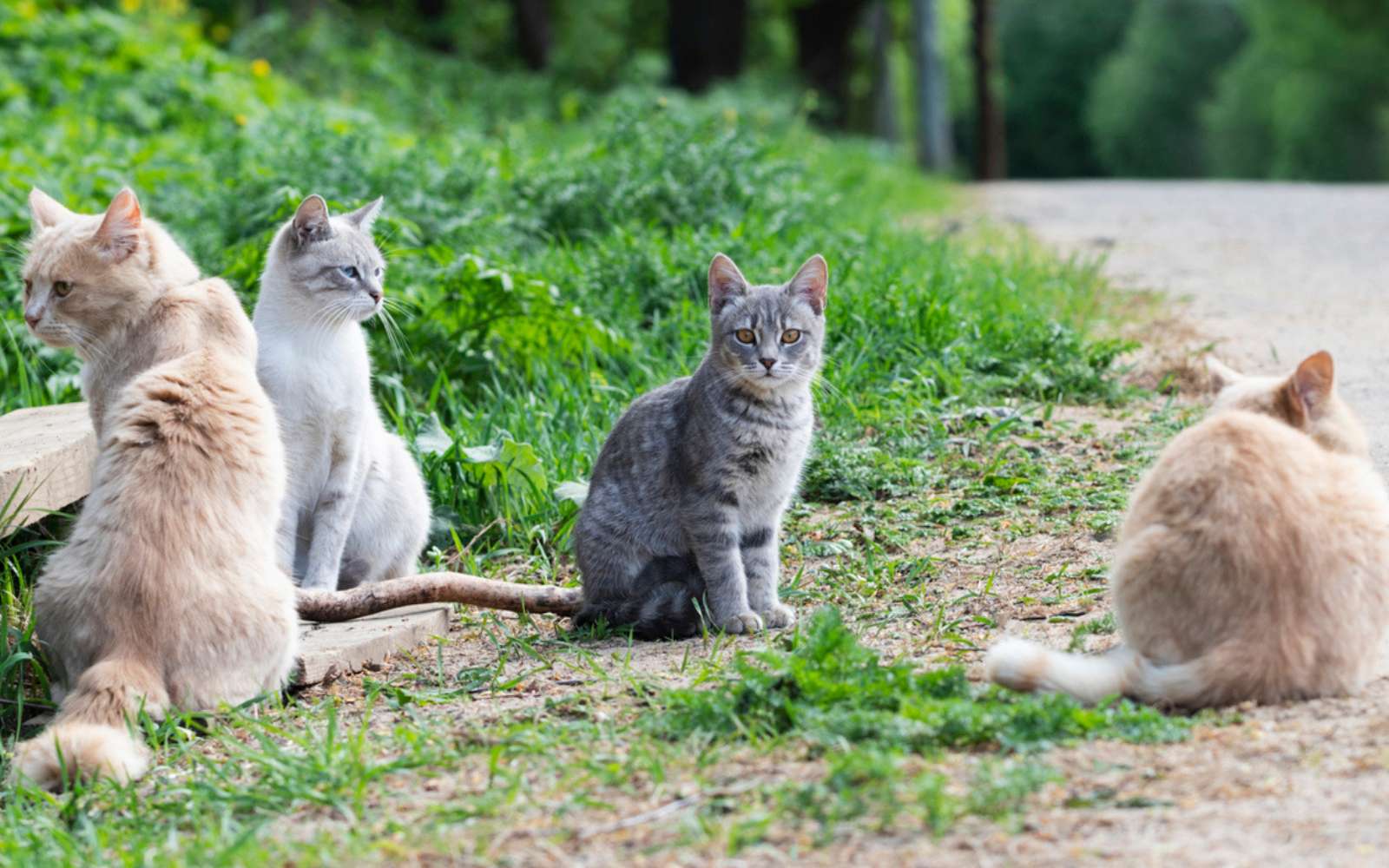 Ils ont retiré 131 chats de cette île… et ce qui s’est produit ensuite stupéfie les scientifiques