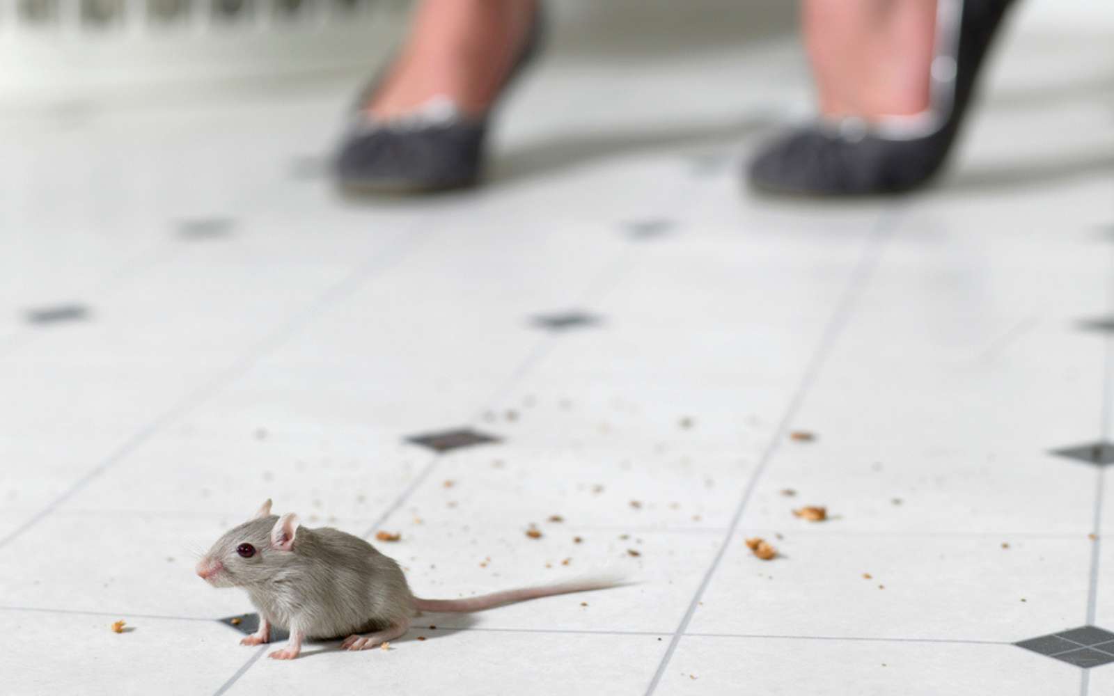 Voici l'épice du quotidien qui pourrait éloigner naturellement les souris de votre maison