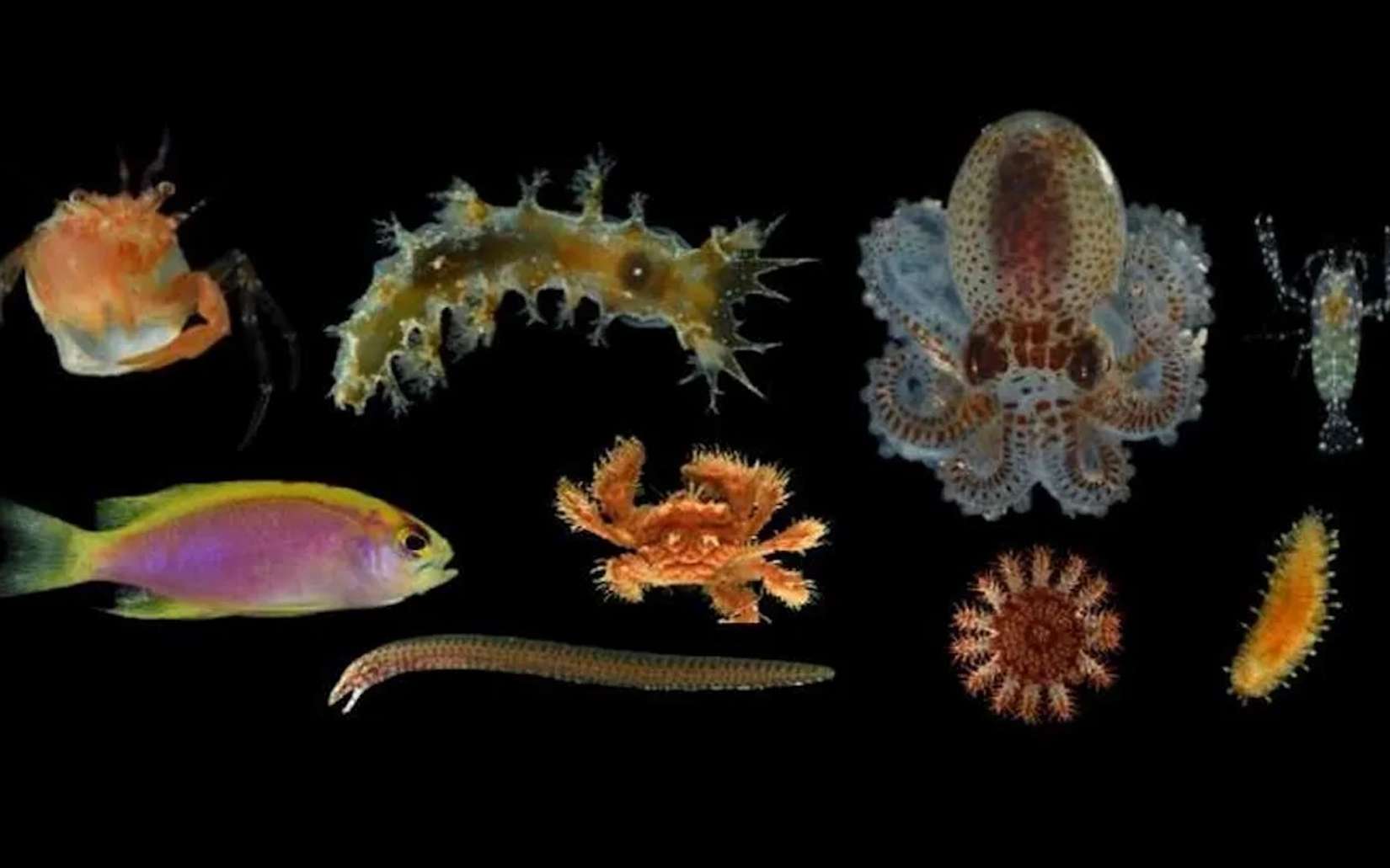 Des scientifiques découvrent 20 nouvelles espèces dans des récifs coralliens profonds jusqu’ici inexplorés