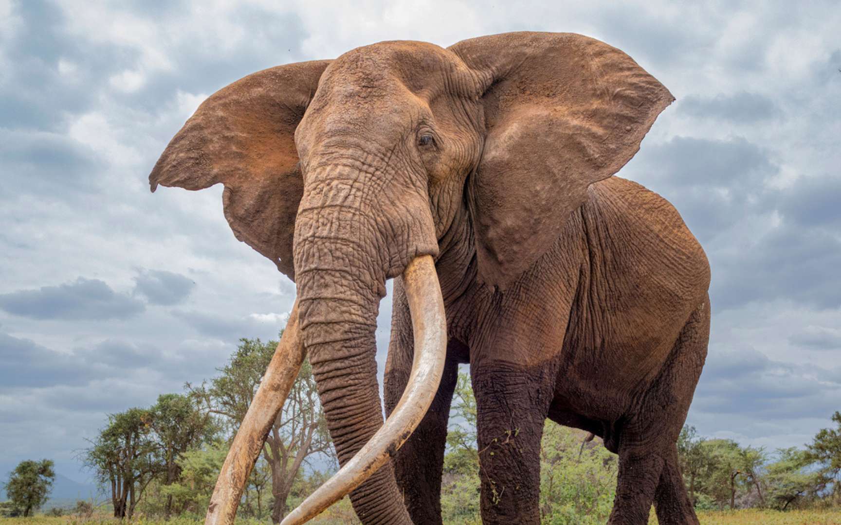 Voici pourquoi les plus vieux animaux jouent un rôle essentiel pour la survie de leur groupe selon les scientifiques