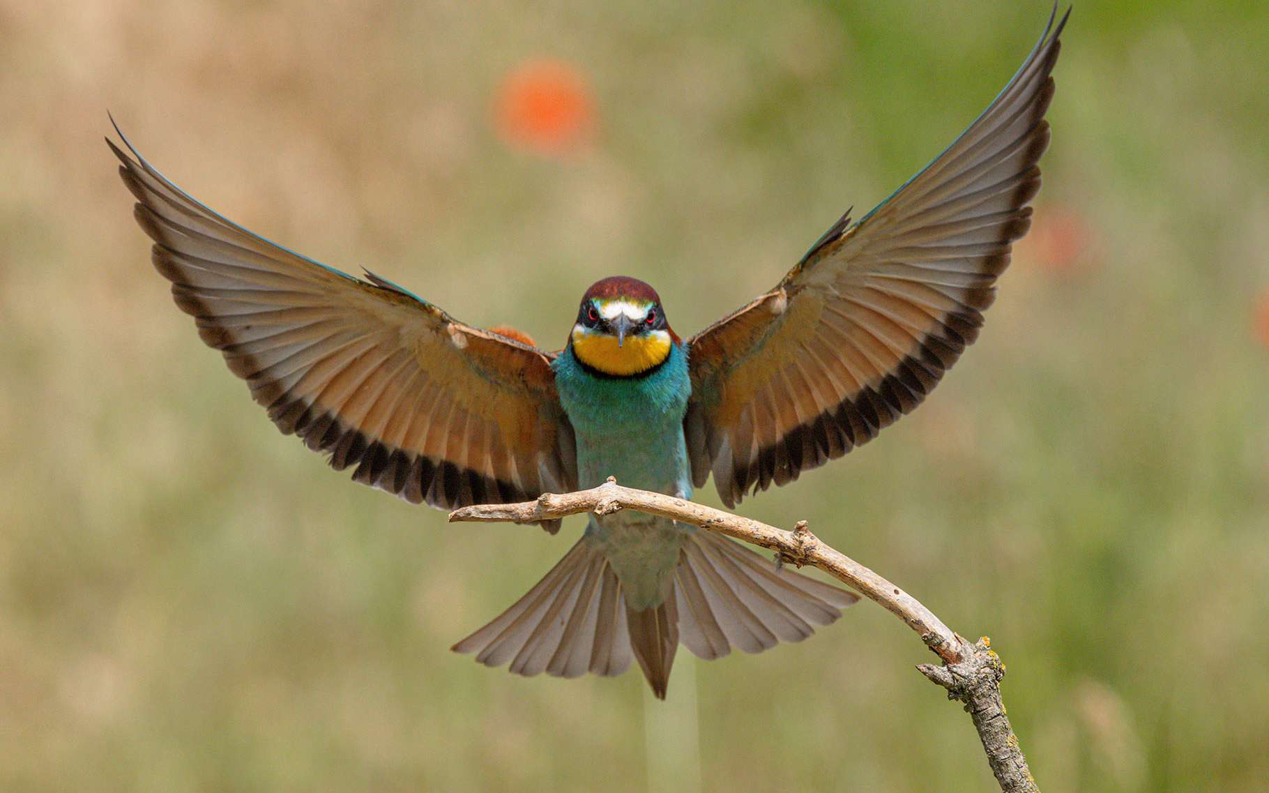 Guêpier d'Europe : l'oiseau venu d'Afrique aux couleurs irréelles qui enflamme nos étés