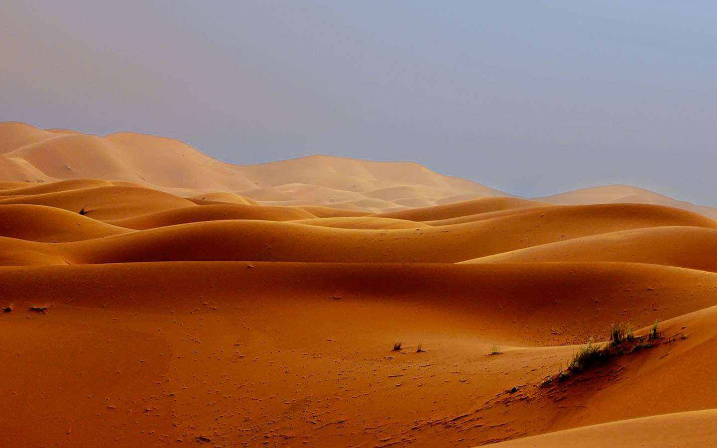 Fennec : le plus petit renard du monde face aux nuits brûlantes et glacées du Sahara