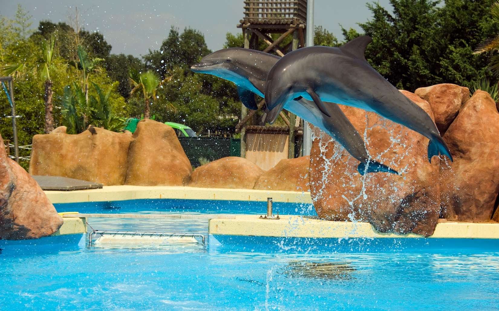 Marineland : comment déplacer 12 dauphins sans les traumatiser ? Le défi qui crispe