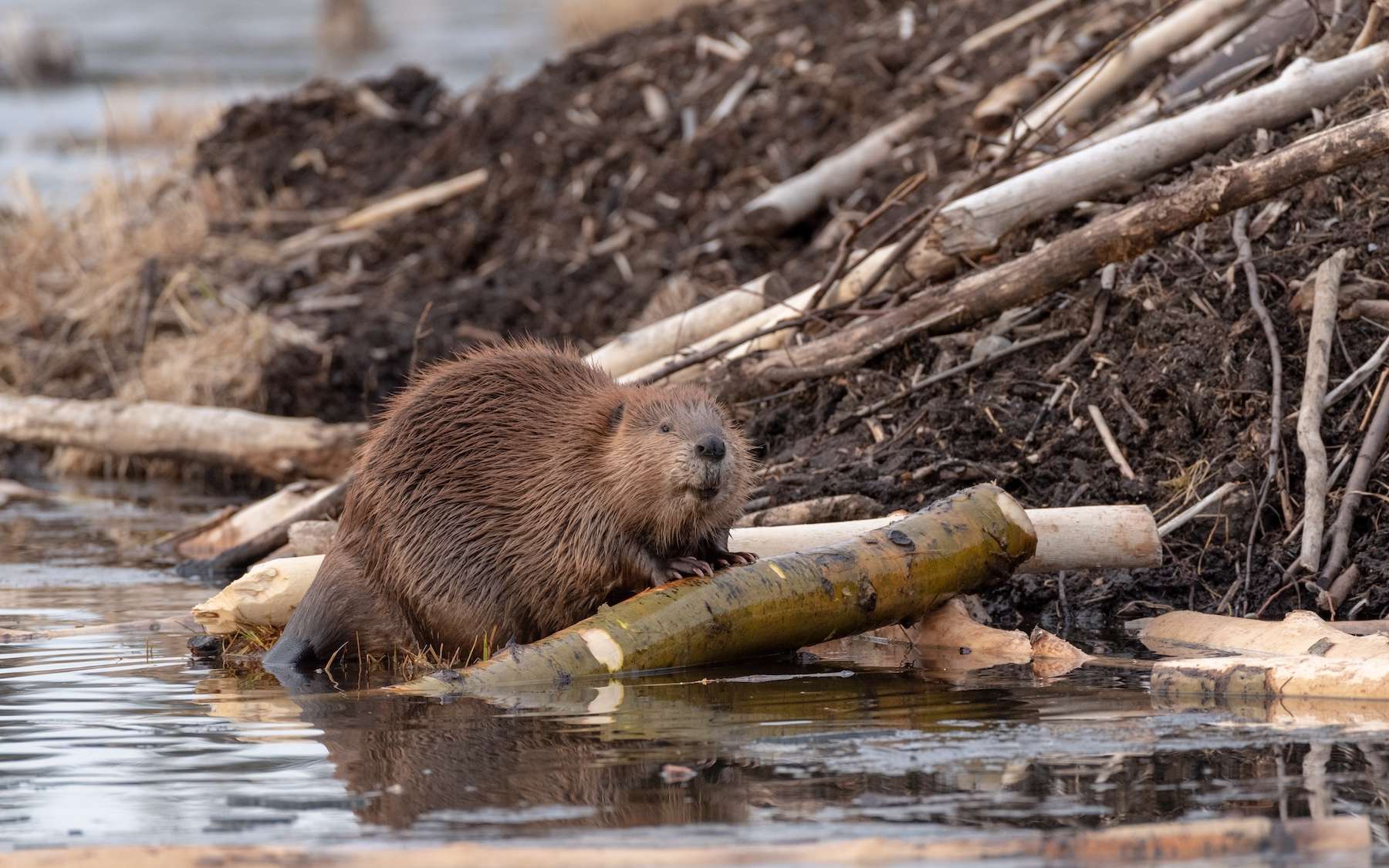 Ce que déclenchent les castors dans les zones humides a surpris les scientifiques