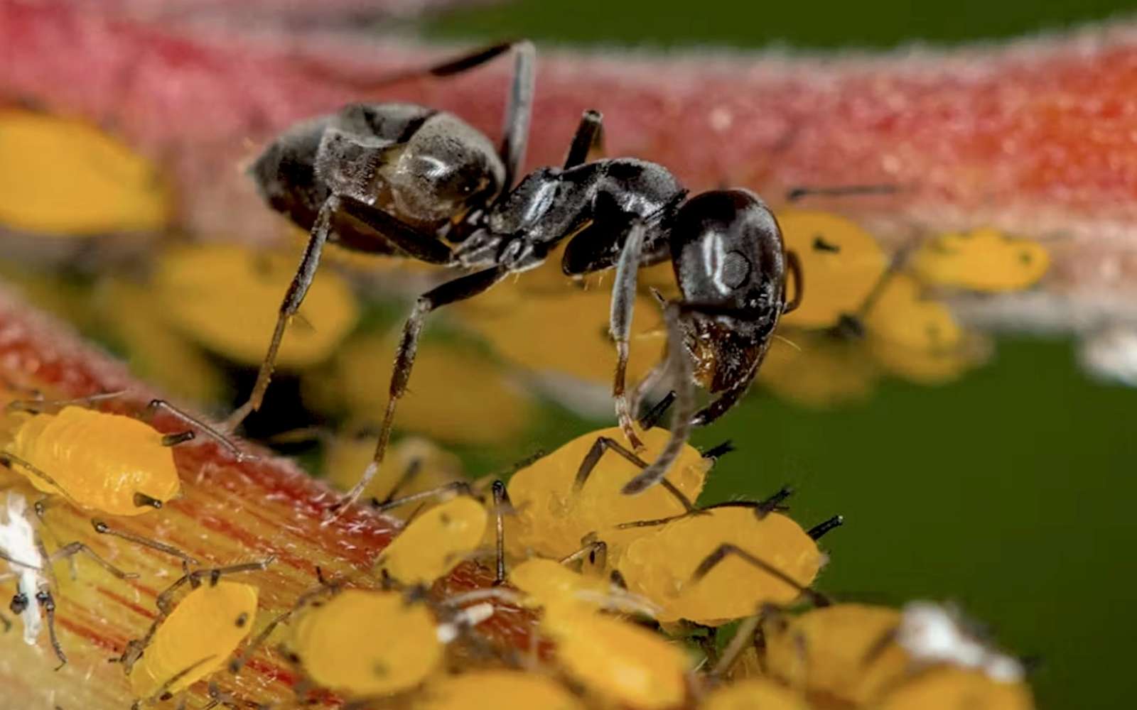 Ce que l’on sait de « Tapinoma magnum », la fourmi noire et brillante qui envahit l’Europe