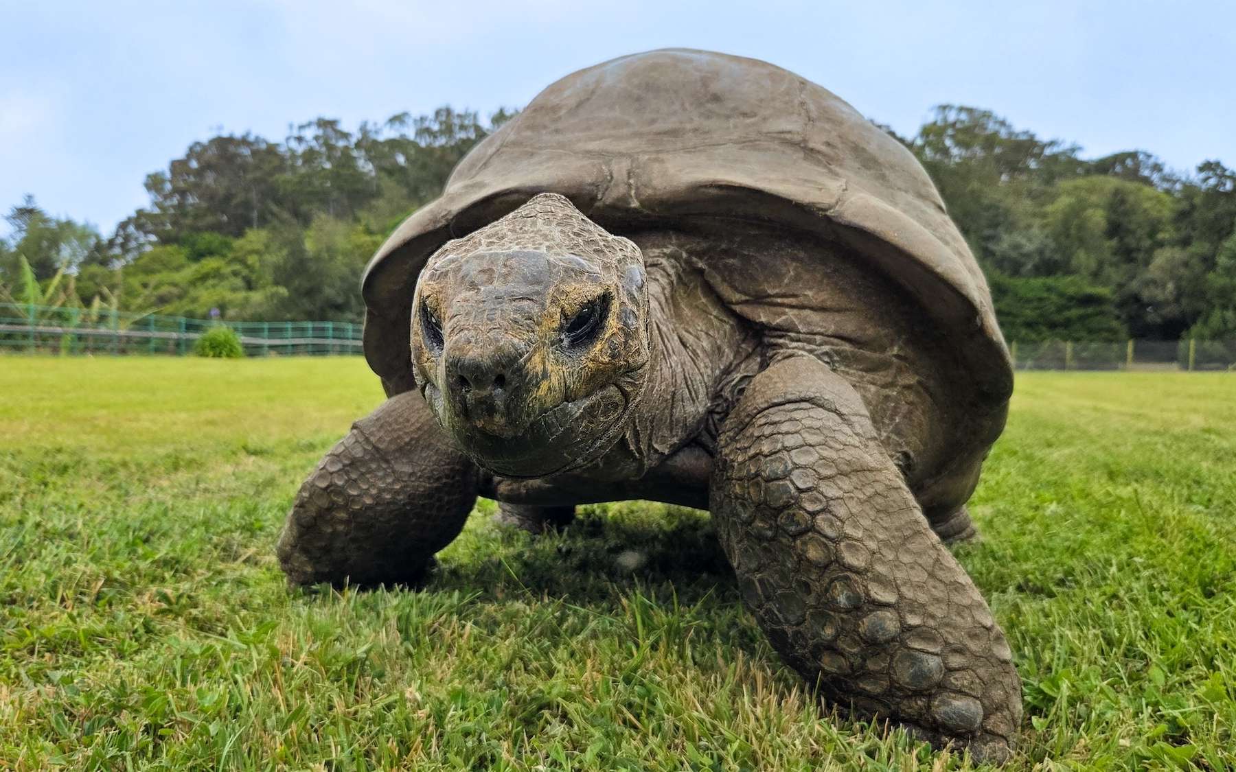C'est le plus vieil animal terrestre vivant : Jonathan aura bientôt 200 ans et ce que les chercheurs ont découvert dans ses cellules est étonnant