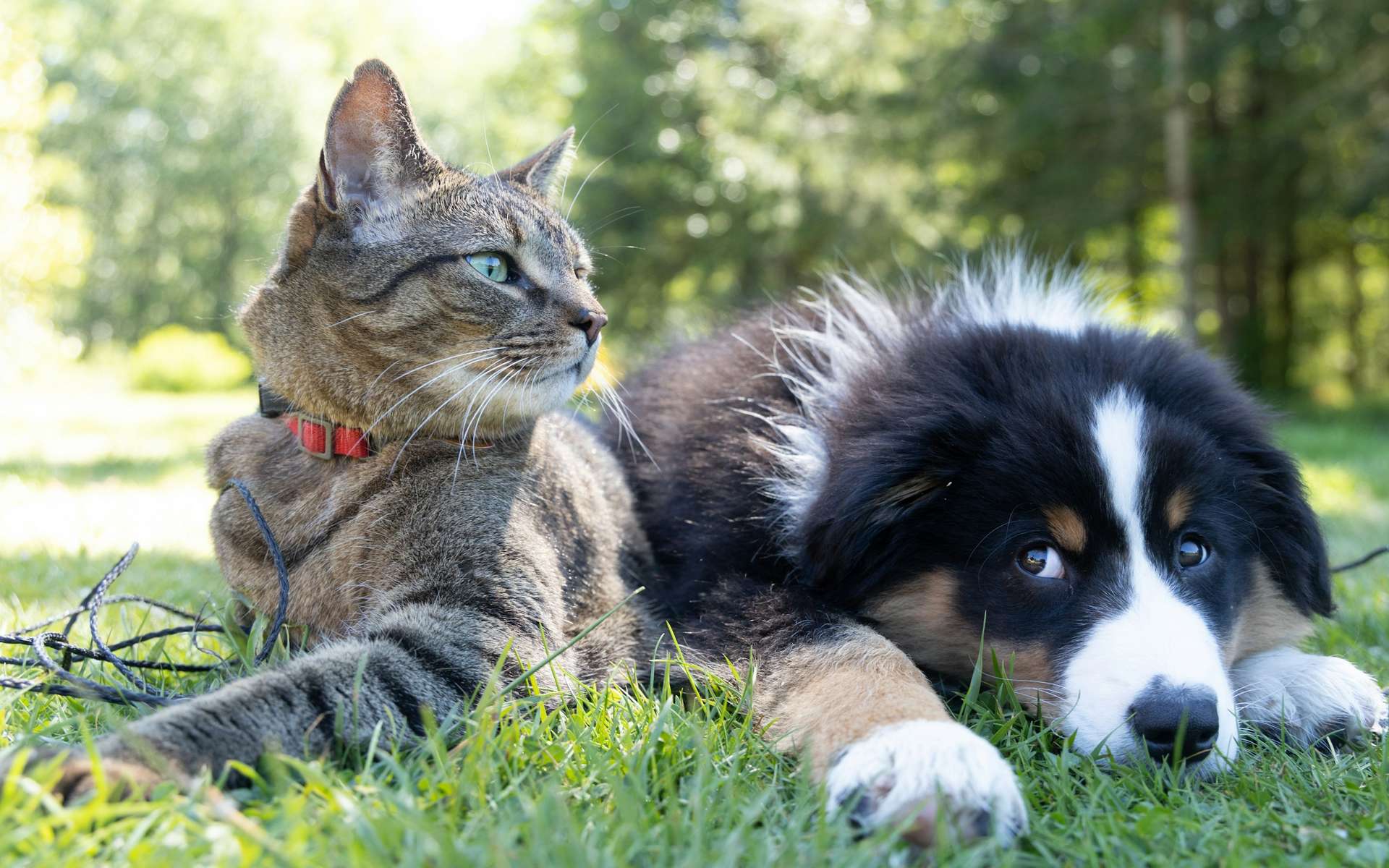 Chiens et chats accélèrent la dispersion d’un ver invasif dans les jardins