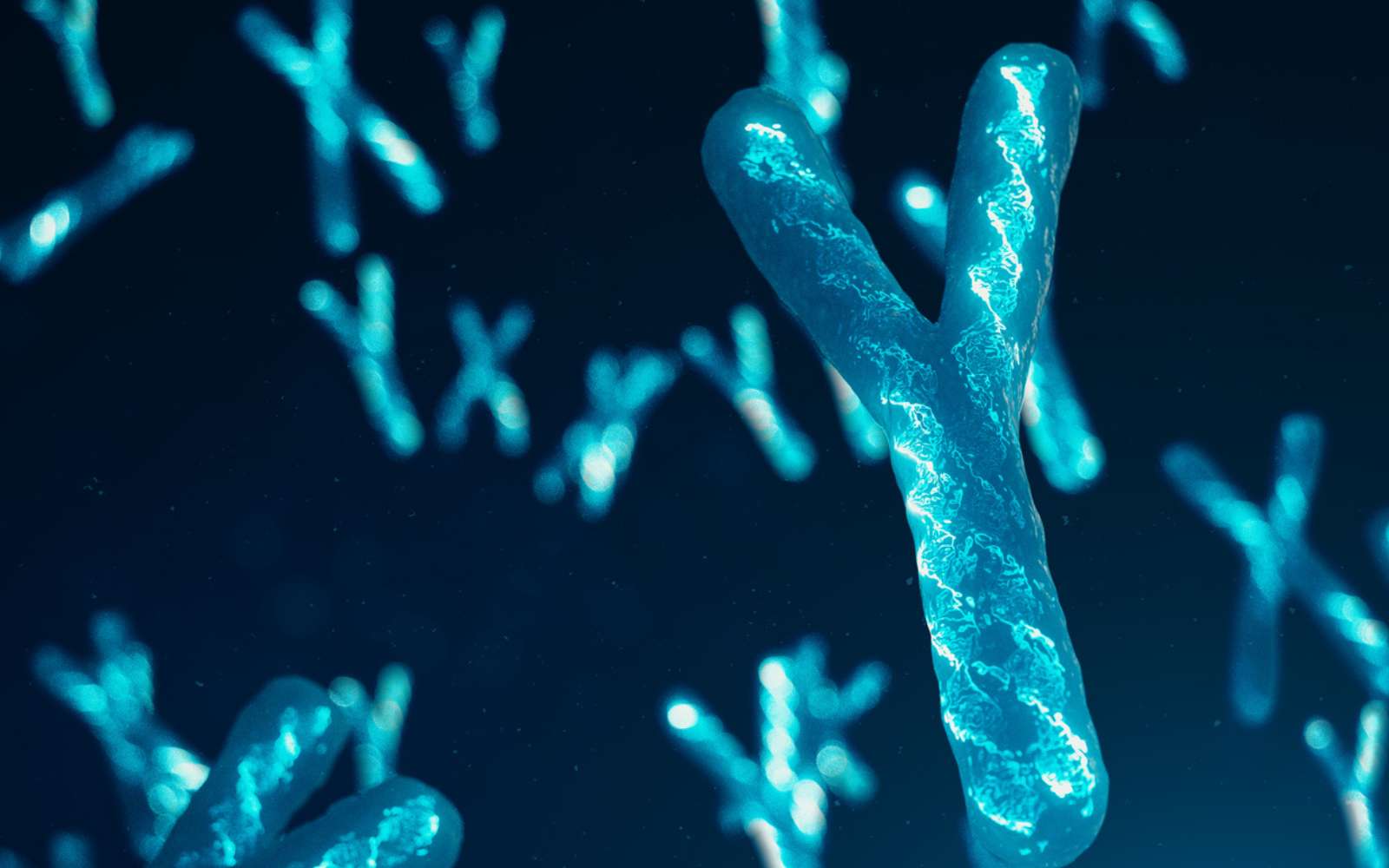Le chromosome Y est-il menacé ? Voici la fascinante découverte qui pourrait tout changer