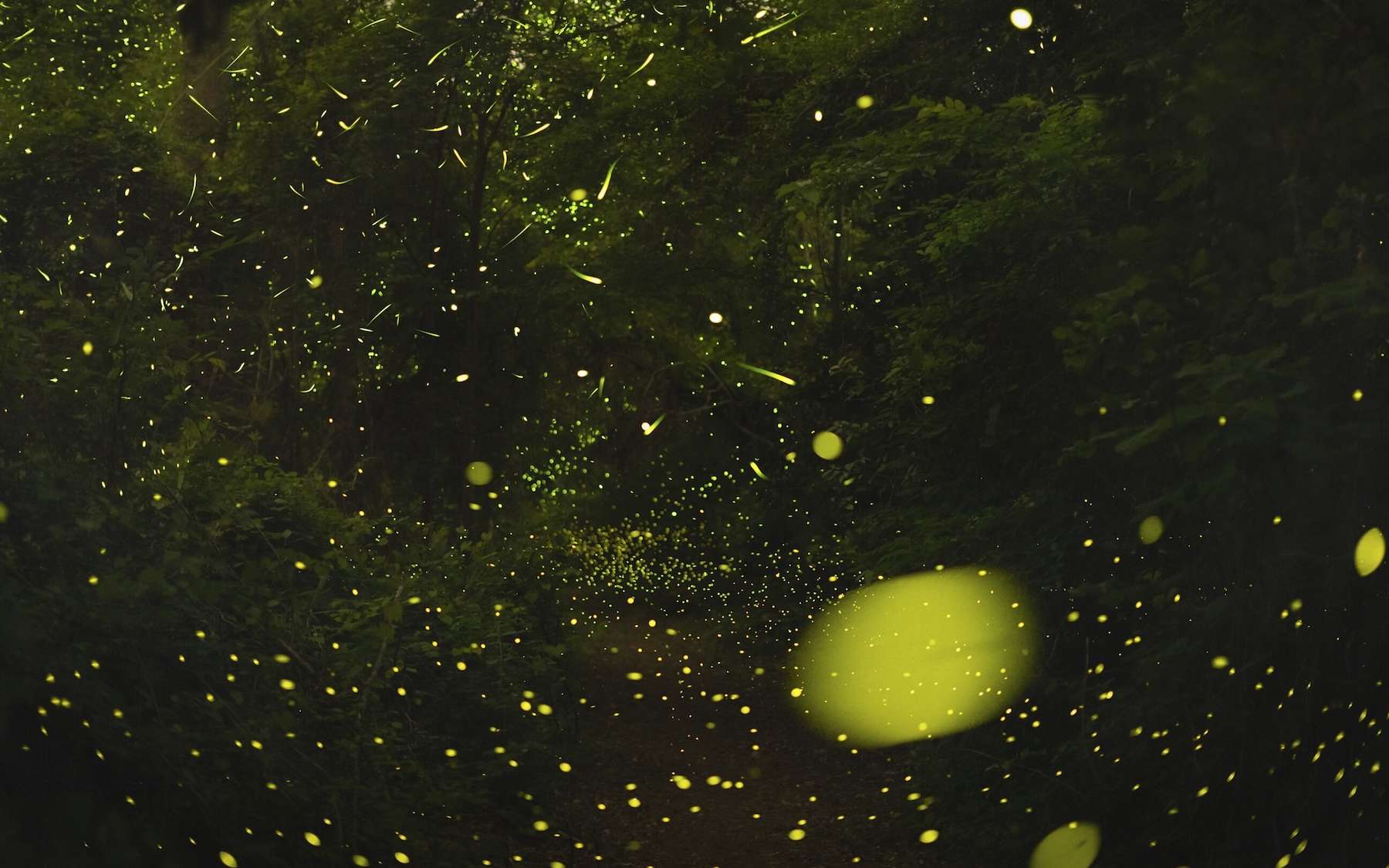 Photo de la semaine : pourquoi ces lucioles se mettent soudain à clignoter ensemble
