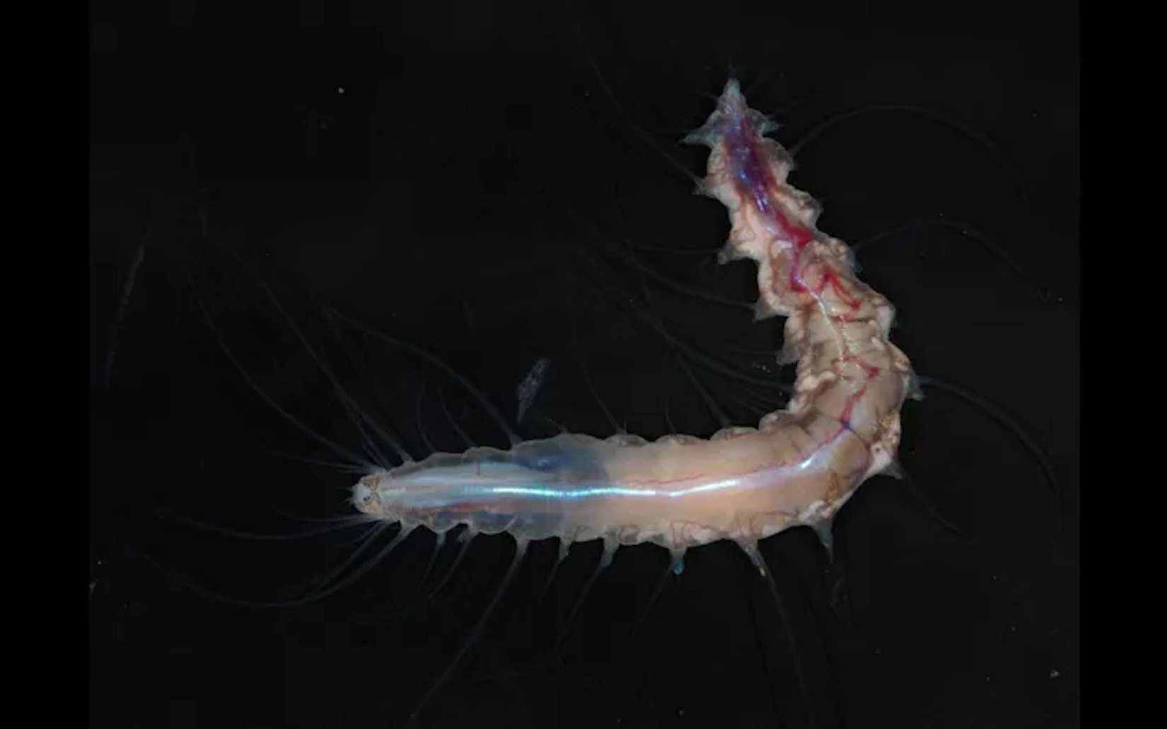 Dans les grands fonds, les chercheurs ont découvert un « château de verre » habité par des espèces inconnues !