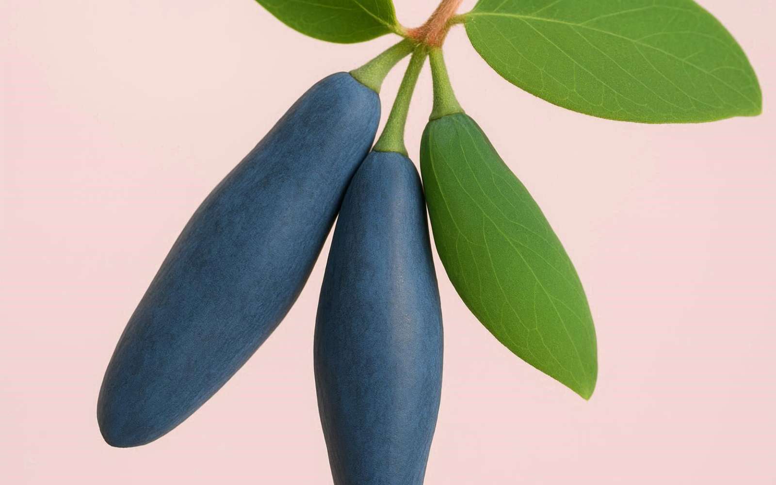 La plante de la semaine : cet arbuste produit des « saucisses » bleues qui se mangent, et elle pousse très bien en France