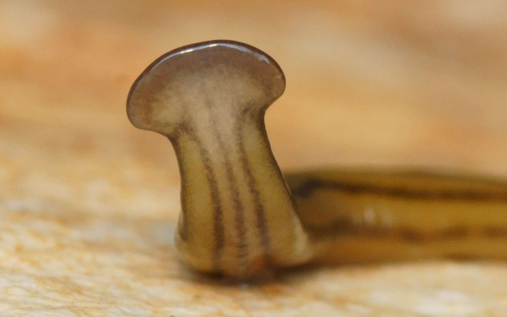 « Ne l'écrasez pas, ne le découpez pas » : ce ver quasi immortel et toxique sème la panique au Texas !