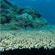 L&#39;acropore, grand constructeur de récifs, est très sensible à la température de l&#39;eau. Lorsqu&#39;elle trop chaude, les polypes du corail (des animaux) expulsent les algues qu&#39;ils abritent habituellement. C&#39;est le blanchiment, qui se termine souvent par la mort du corail. © Albert Kok, domaine public