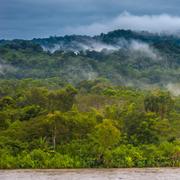 Parmi les sept nouvelles espèces de guêpes découvertes en Amazonie par une équipe de l’université de Turku (Finlande),&amp;nbsp;Clistopyga crassicaudata tire son épingle du jeu. Ou plutôt, son dard. Car celui-ci s’avère extraordinairement long et large. © Grispb, Fotolia