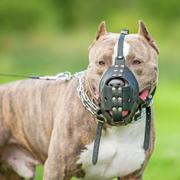 Découvrez les races de chiens les plus dangereux au monde ©&amp;nbsp;Rita Kochmarjova, Adobe Stock