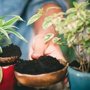 Avoir de belles plantes d&#39;intérieur en apportant du marc de café.&amp;nbsp;© NorGal, Adobe Stock