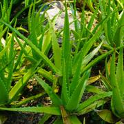 C’est la pulpe de l&#39;aloe vera qui est recueillie et utilisée, choisissez donc une variété bien charnue. @ maslakhatul, Fotolia