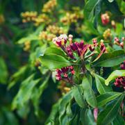 L&#39;eugénol contenu dans le clou de girofle inhibe l&#39;action de l&#39;enzyme 5-lipoxygenase directement liée au mécanisme inflammatoire. Il permet donc de réduire l&#39;inflammation et les douleurs entrainées par celle-ci. © Tropical studio, Fotolia