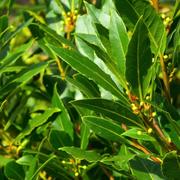 En Grèce ancienne, l&#39;oracle de Delphes, la pythie, utilisait le laurier dans ses rituels de divination en mastiquant ses feuilles. © LianeM, Fotolia