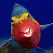 Smiley, photo sélectionnée au Comedy Wildlife Photography Awards 2020 : le sourire du poisson-perroquet. © Arthur Telle Thiemenn, Comedy Wildlife Photography Awards 2020