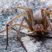 Loxosceles tenochtitlan est originaire de la vallée de Mexico. © Unam