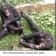 Dois chimpanzés compartilhando uma boa piada. © Universidade de Portsmouth