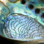 O segredo da madrepérola está na sua fração orgânica, que representa apenas 5% do volume, mas que restringe o crescimento dos cristais fazendo com que tomem orientações diferentes. © Jeff Miller/Universidade de Wisconsin-Madison