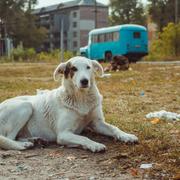 Des chercheurs américains rapportent qu’il est peu probable que des mutations induites par les radiations aient entraîné les différences génétiques notées entre les populations de chiens de la ville de Tchernobyl et celle de la centrale nucléaire. © Sergiy, Adobe Stock