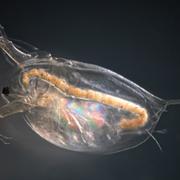 C’est l’étude d’une étrange créature comme celle-ci qui a mis les chercheurs de l’université Rice (États-Unis) sur la piste d’un phénomène qui peut causer l’effondrement d’une population lorsque la température augmente&amp;nbsp;: la compétition entre les individus. © lapis&amp;nbsp;2380, Adobe Stock