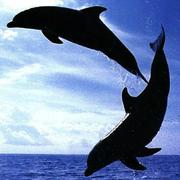 Golfinhos e baleias: duas histórias distintas (Créditos: http://www.ac-nancy-metz.fr)