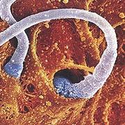 Image en fausses couleurs de la fécondation d&#39;un ovule par des spermatozoïdes.