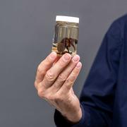 Des chercheurs du Queensland Museum (Australie) viennent d’identifier une nouvelle espèce d’araignée trappe géante. © Queensland Museum