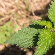 Parmi les vertus de l&#39;ortie, figure&amp;nbsp;son important pouvoir diurétique. L’ortie est également source de vitamines et de minéraux. © Hans &amp;quot;Spone&amp;quot; Lemuet,&amp;nbsp;Wikimedia Commons, CC&amp;nbsp;by-sa 3.0