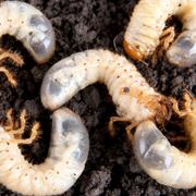 Combattre les vers blancs de manière bio. © yevgeniy11,&amp;nbsp;Shutterstock