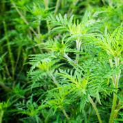 L’ambroisie est une plante annuelle avec des feuilles très découpée, souvent présente le long des routes. © Ewald Fröch, Fotolia