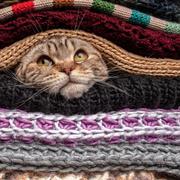 Les signes qui montrent que votre chat a froid. © Koldunova, iStock