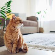 Les vétérinaires rappellent que l’autonomie du chat a ses limites : selon son âge et ses habitudes, la durée acceptable de solitude varie fortement. ©&amp;nbsp;maryviolet, Adobe Stock.