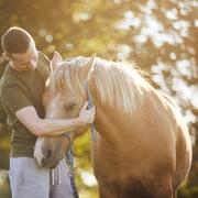 Grâce à un système de symboles, des chercheurs apprennent aux chevaux à exprimer leurs préférences,&nbsp;une approche inédite qui pourrait transformer leur bien-être.&nbsp;© Chalabala, Adobe Stock
