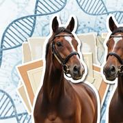 Chaque année, l’Argentine exporte environ 2 400 chevaux de polo.&nbsp;© AI avec Gemini