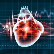 Les maladies&amp;nbsp;cardiovasculaires touchent le cœur et&amp;nbsp;les vaisseaux sanguins.&amp;nbsp;© Sergey Nivens, Shutterstock